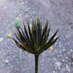 Bidens subalternans Fruit