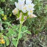 Allium roseum Blomma