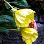 Oenothera macrocarpa 花