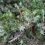 Juniperus oxycedrus List