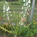 Ornithogalum candicans Flor