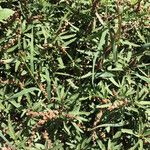 Amaranthus muricatus Fruit