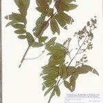 Dalbergia librevillensis Other