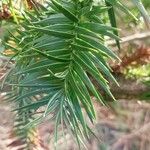 Cunninghamia lanceolata पत्ता