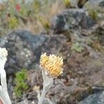 Pseudognaphalium elegans Flower