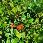 Vaccinium vitis-idaeaФрукт