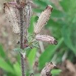 Silene nicaeensis Fruit