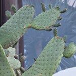 Consolea rubescens Hoja
