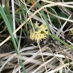 Carex caryophyllea Fiore