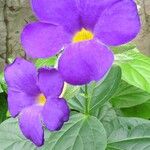 Thunbergia battiscombei Flower