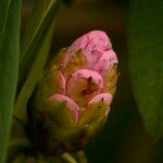 Rhododendron × geraldii