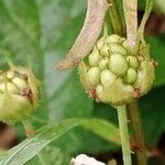 Rubus caesius ഫലം