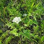 Oenanthe sarmentosa Flower