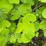 Asarum canadense Leaf