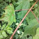 Acer rubrum Casca