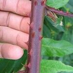 Rubus laciniatus (Weston) Willd.Azala