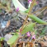 Centaurium pulchellum Ліст