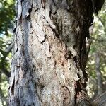 Cossinia trifoliata Bark