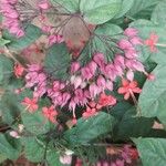 Clerodendrum umbellatum Flower