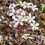 Saxifraga cotyledonКветка