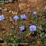 Linum leonii Habit