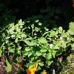 Amaranthus blitum Blad