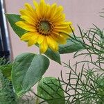 Helianthus giganteusΛουλούδι