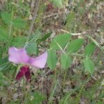 Lathyrus oleraceus Fuelha