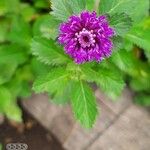 Centratherum punctatum Flor