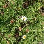 Argyranthemum broussonetii Flower