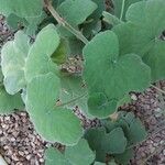 Pelargonium tomentosum Hoja