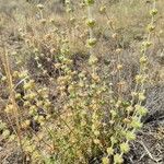 Sideritis leucantha Flor