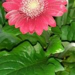 Gerbera spp. Fleur