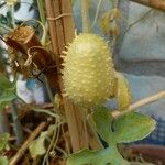 Cucumis anguria Fruit