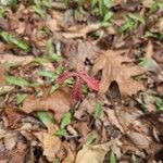 Toxicodendron diversilobum Hoja