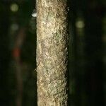 Drypetes variabilis Кора