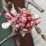 Viburnum × bodnantense Flor