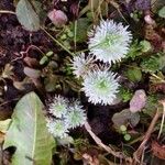 Paronychia argentea Fleur