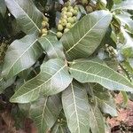 Ficus ingens Лист