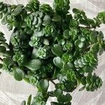 Sedum makinoiЛист