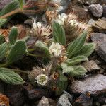 Phacelia hastata Hábitos