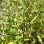 Chorispora tenella Blad