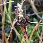 Carex lachenalii Цвят