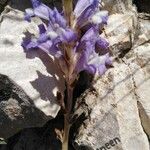 Orobanche nana Flower