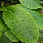 Primula × polyantha Leaf