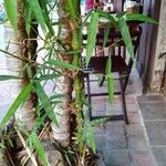 Bambusa tuldoides Лист