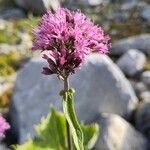 Adenostyles alpina Fula