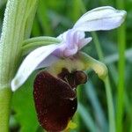 Ophrys fuciflora മറ്റ്