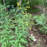 Hieracium paniculatum Fulla