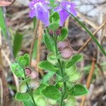 Scutellaria drummondii Yeri